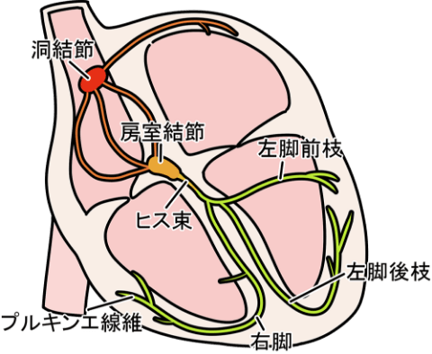 心臓の電気信号の流れ